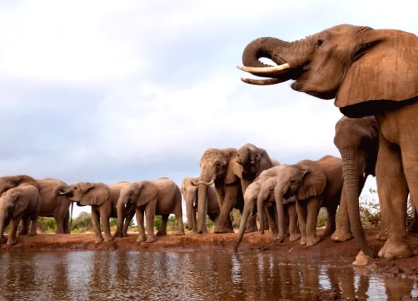 Ботсвана готується відправити 40 тисяч слонів до Німеччини через заборону торгівлі слоновою кісткою.