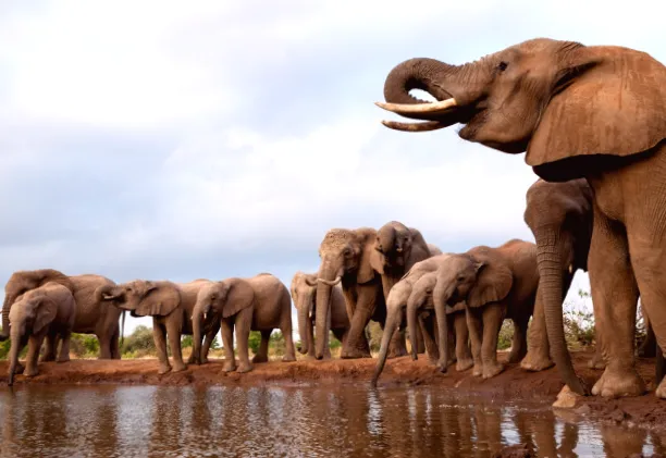 Ботсвана грозить вислати до Німеччини 40 тисяч слонів через заборону торгівлі кістками