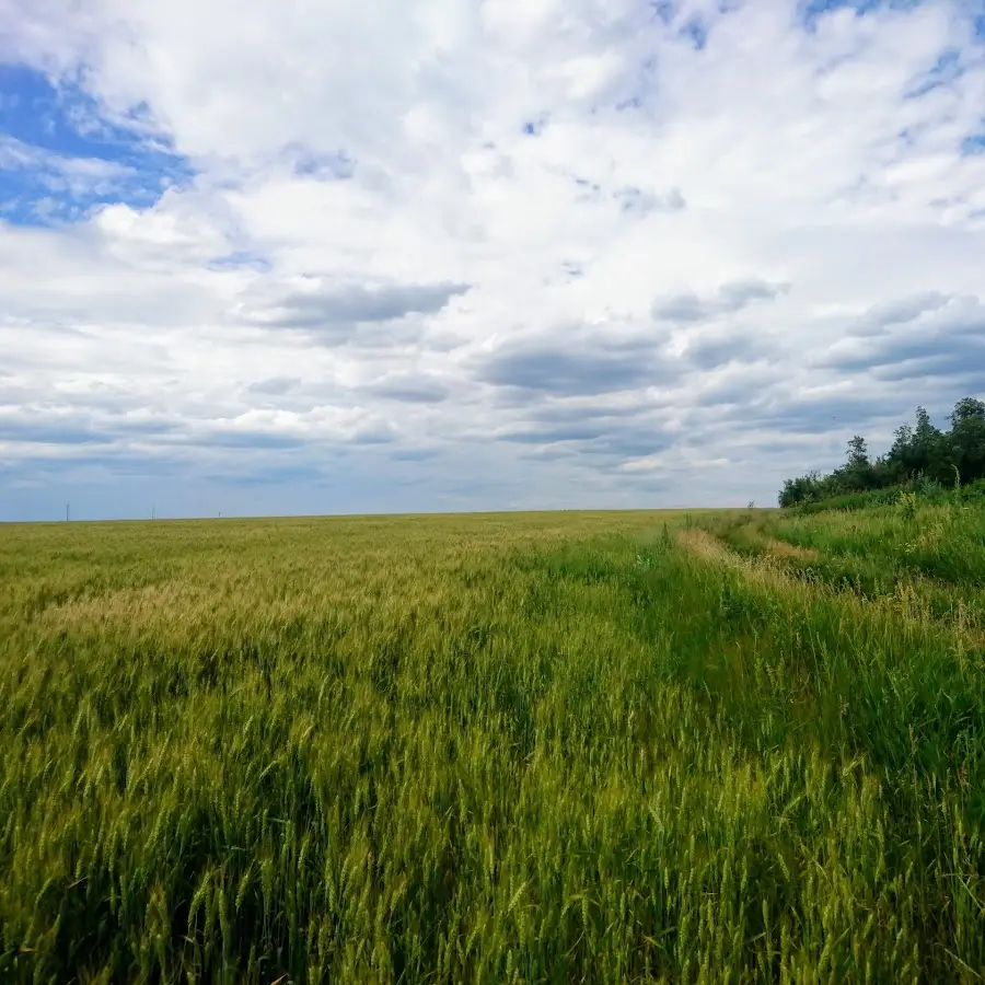 Сіннянська дільнична державна лікарня ветеринарної медицини