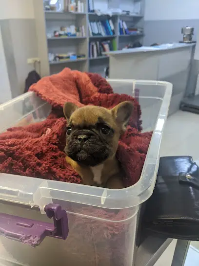 ВетКОіН (Ветеринарна Клініка ортопедії та неврології)