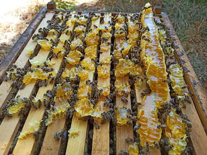 Бджоляр Галдін А. В.