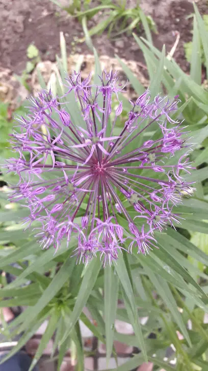 Центральний ринок