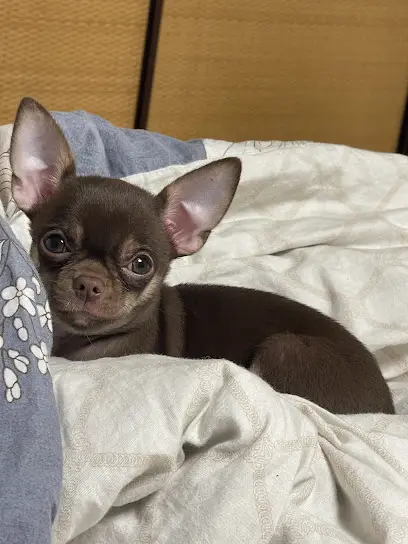 Ветеринарна клініка