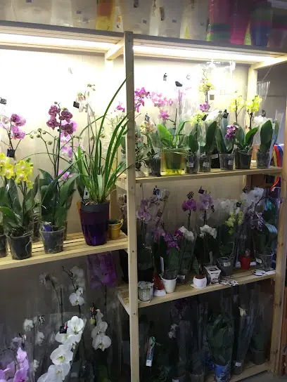 Квіти &laquo;ORGHIDEYA&raquo;