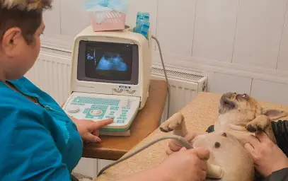 Ветеринарная клиника Ветус