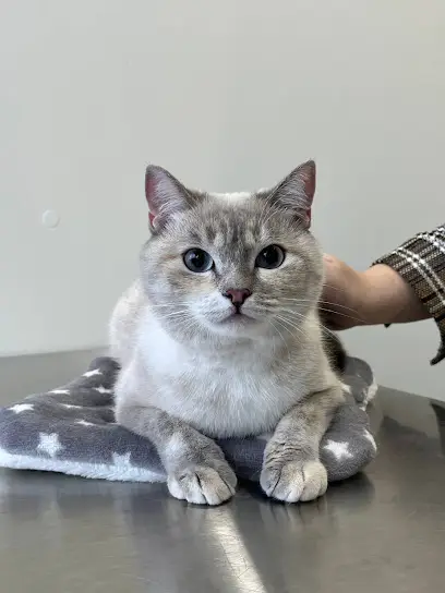 Ветеринарна клініка &laquo;LAPAVET&raquo;