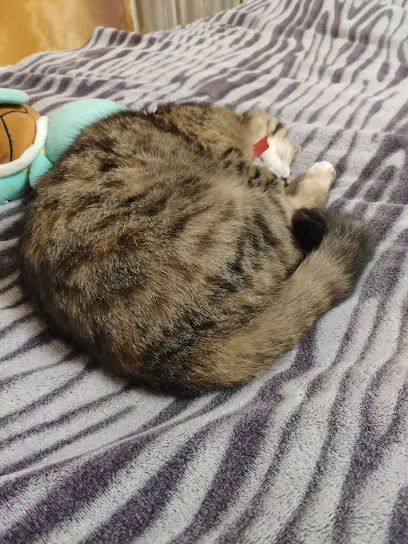 Ветзооцентр "Планета тварин"