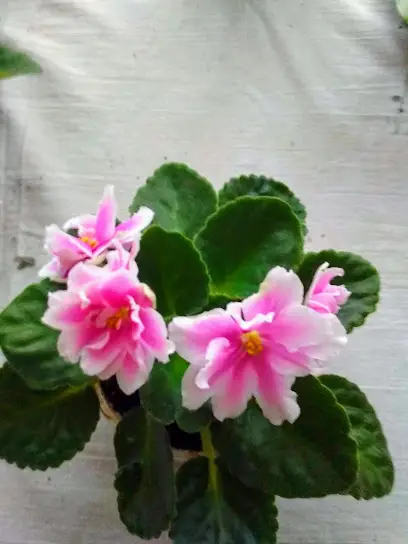 Дніпровська музична школа №11