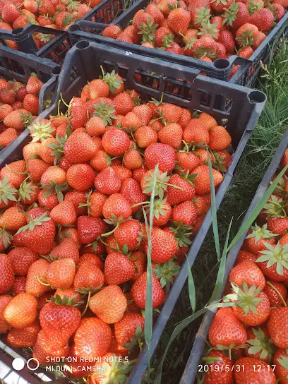 Бахмутский питомник