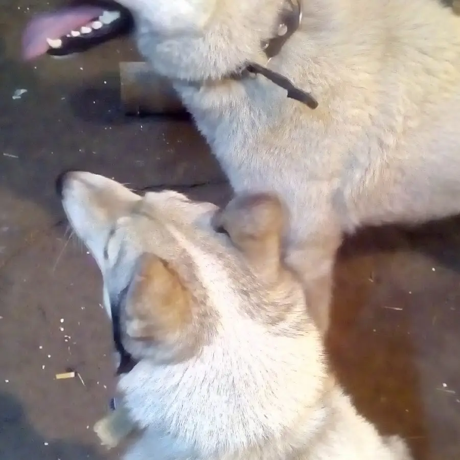 Ветеринарная бесплатная консультация О67 7ЗО 57 З7