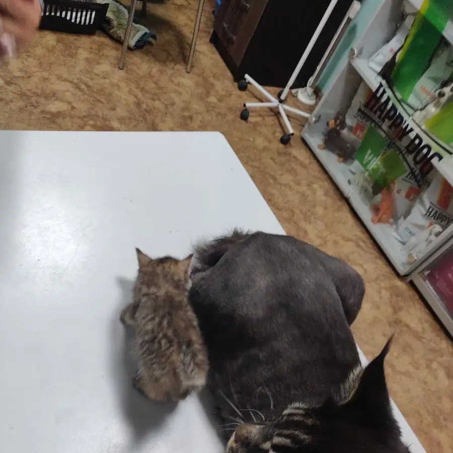 Меньший брат