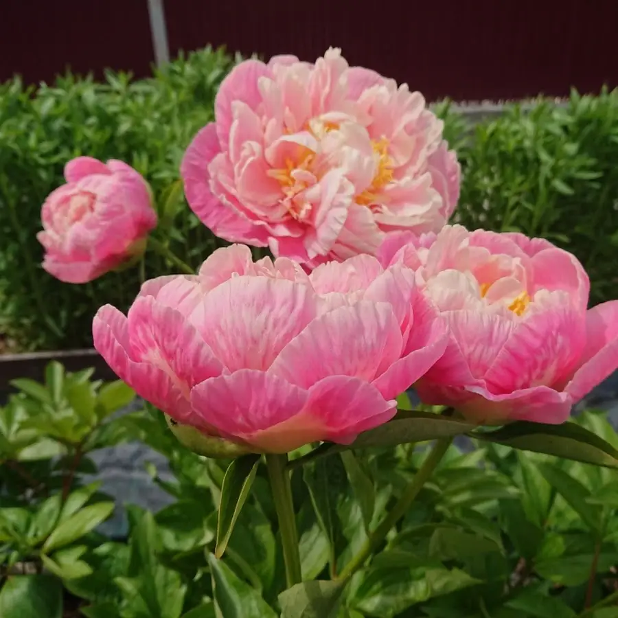 Інтернет-магазин &laquo;Пролісок&raquo; - Садові рослини поштою