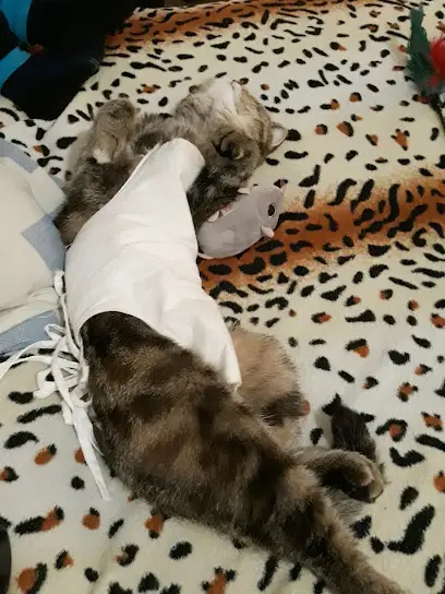 Кабінет Ветеринальної Медицини