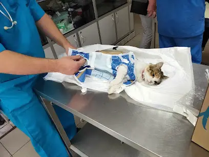 На Максимовича