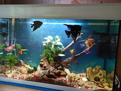 Fishmarket - декоративні акваріумні та ставкові рибки