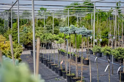 Розсадник декоративних рослин &laquo;ГАРДИ&raquo;