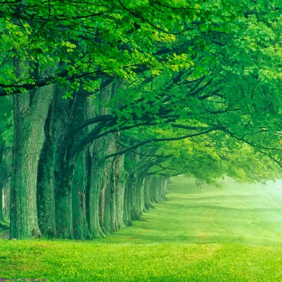 Интернет магазин подарков Dikovinki.com.ua