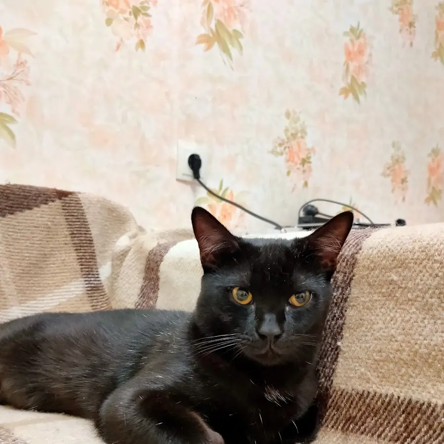 Прийом за попереднім записом