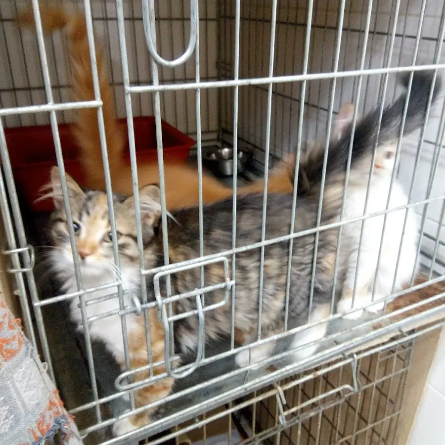 Четыре лапы