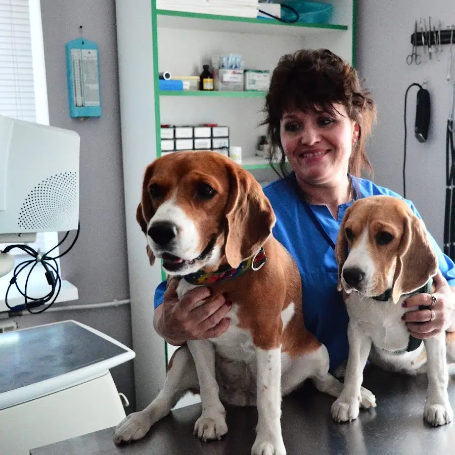 Артвет Клініка Ветеринарної Медицини