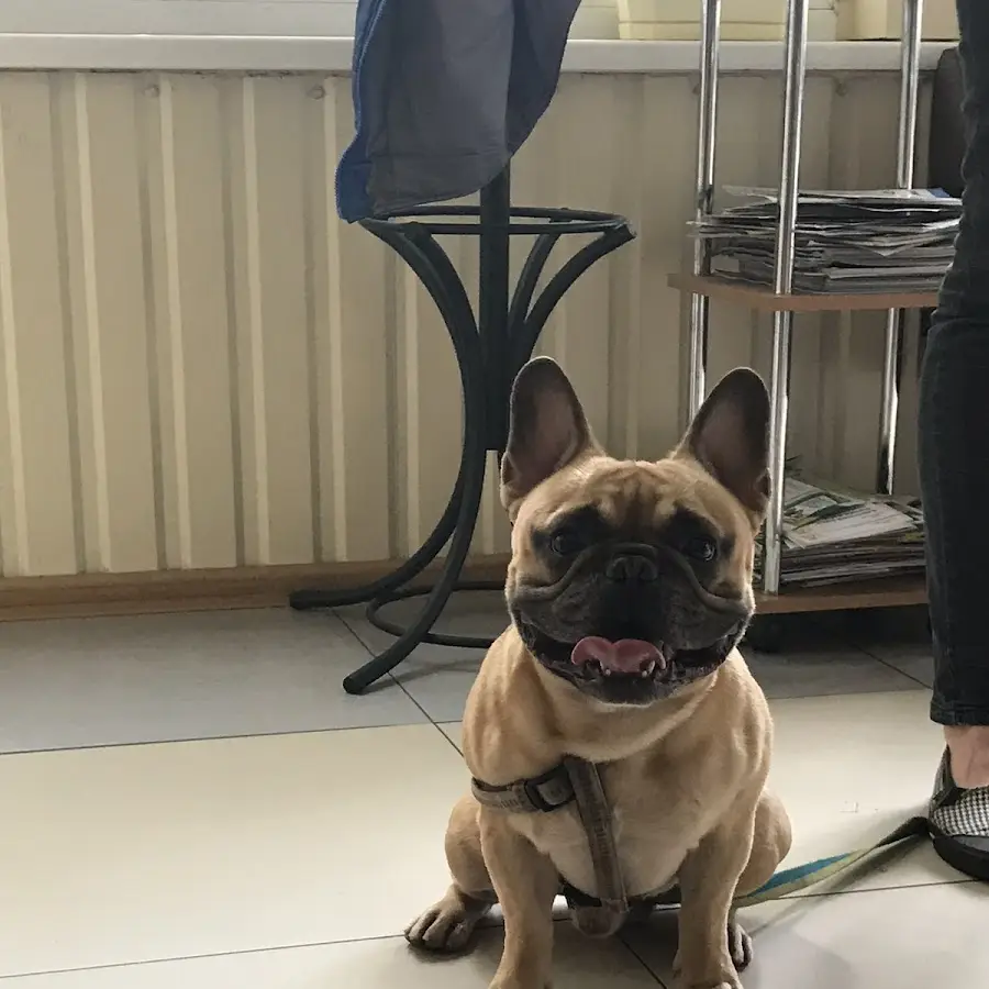 Ветеринарна клініка доктора К. Медведєва