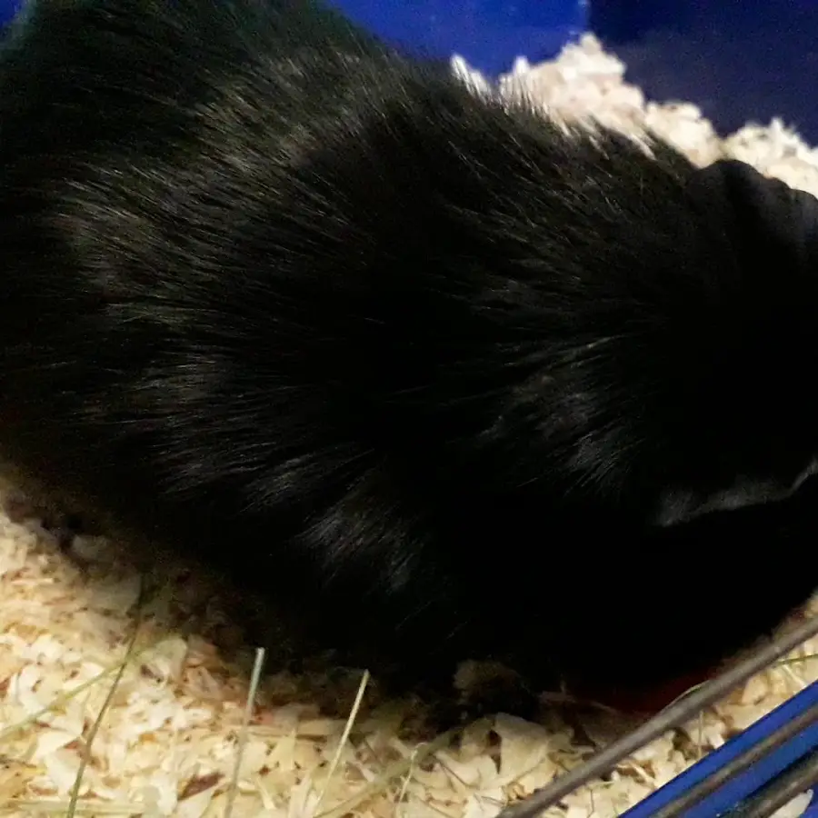 Ветеринарная клиника Умка