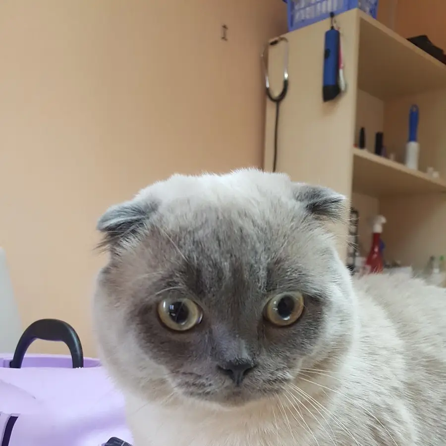 Ветеринарна клініка &laquo;ДІАВЕТ&raquo;