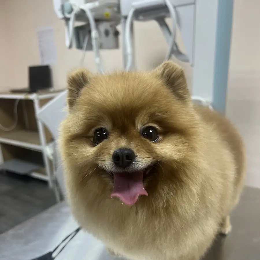 Ветеринарна клініка &laquo;Лікар Бо&raquo;