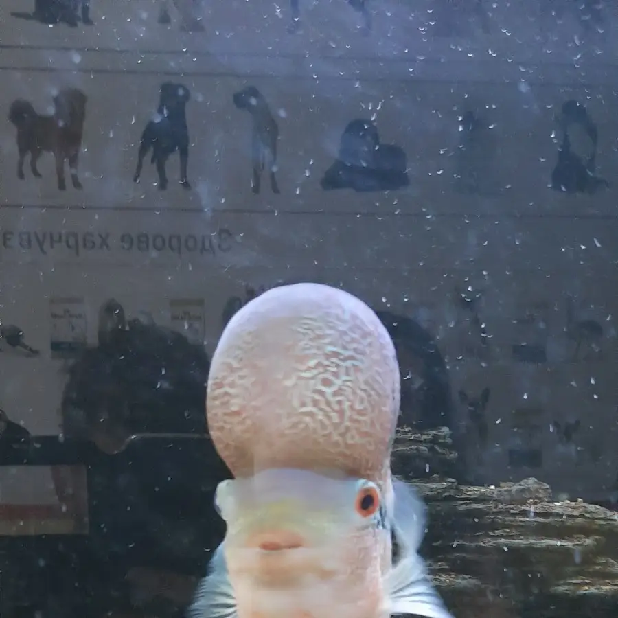 ПРАЙД ВЕТЕРИНАРНА КЛІНІКА