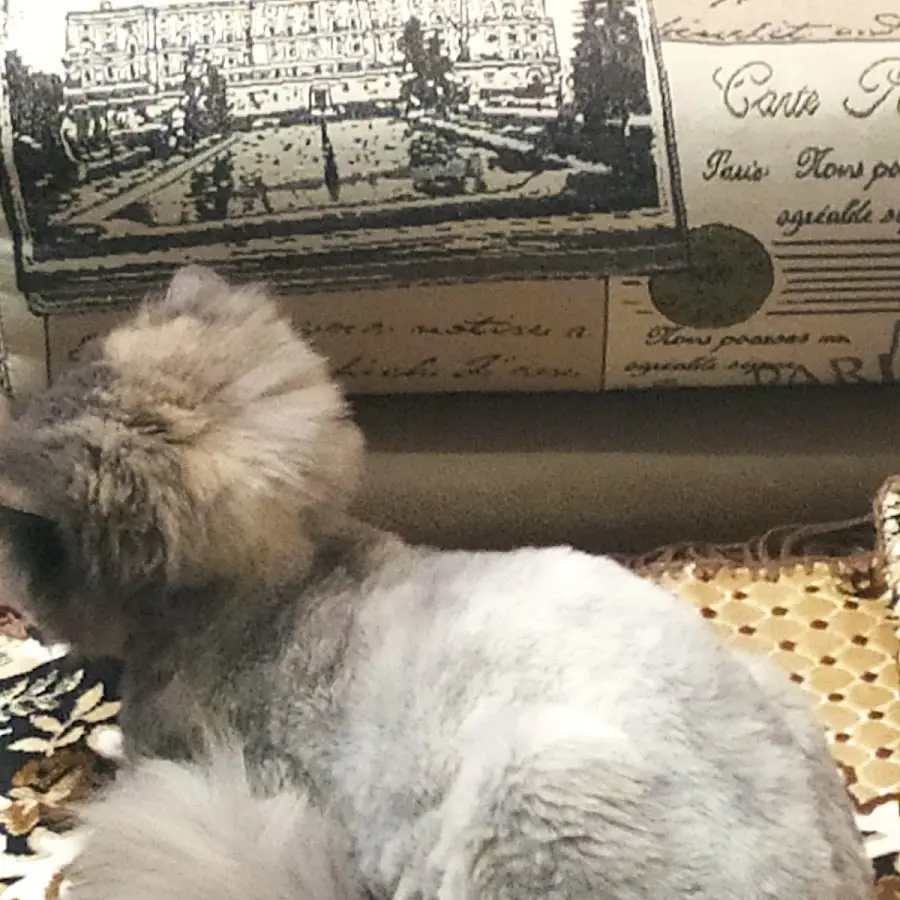 ГОРОДСКАЯ ВЕТЕРИНАРНАЯ ПОЛИКЛИНИКА