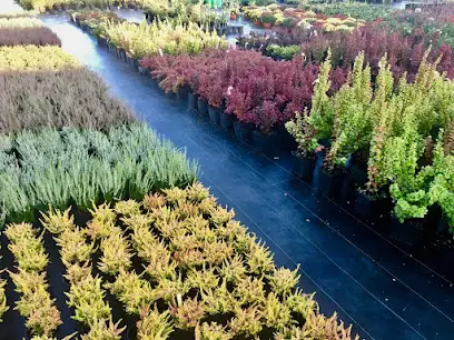 Cадовий центр JACARANDA