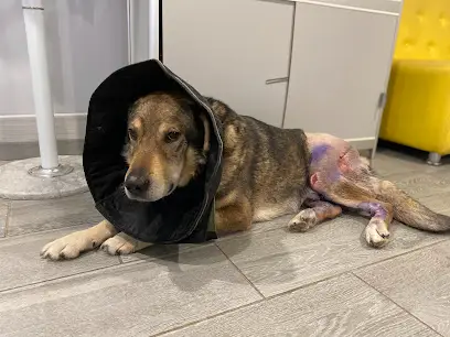 Ветеринарна клініка "Білий Вовк"