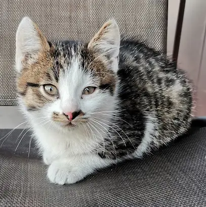 Ветклиника "Неовет"