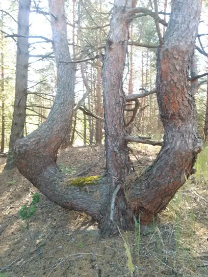 Психолог дитячий і сімейний