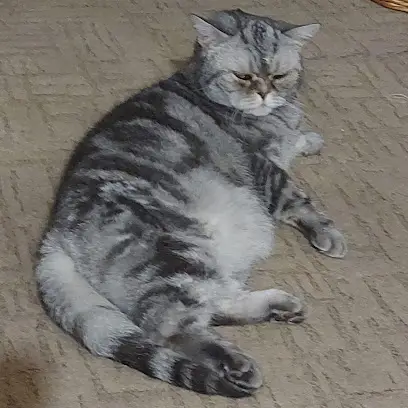 Ветеринарна клініка Балто