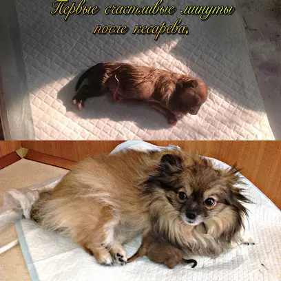 Лікарня ветеринарної медицини Солом'янського району