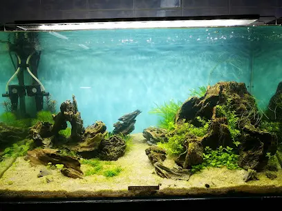 Аква-сервис, изготовление и обслуживание аквариумов