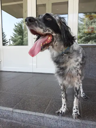 ТОВ "Укрветпромпостач" (Ветеринарна Клініка, Аптека)