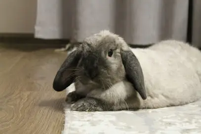 Ветеринарний Центр "Звірополіс"