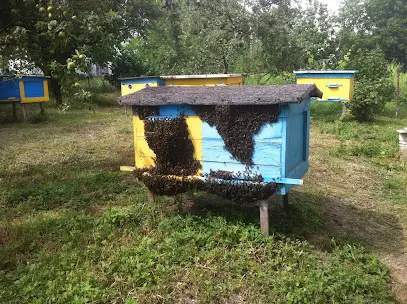 Сон на ульях, мед продукты пчеловодства