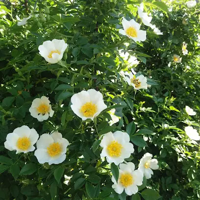 "Зеленый континент" - ландшафтный дизайн в Киеве