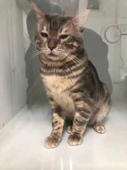 Zoomax - Ветеринарна клініка Софіївська Борщагівка