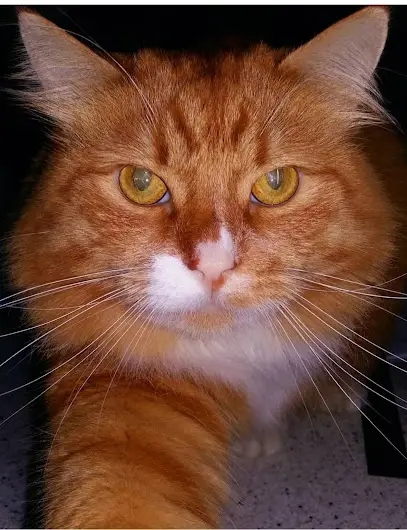 Ветеринарна клініка Рижик