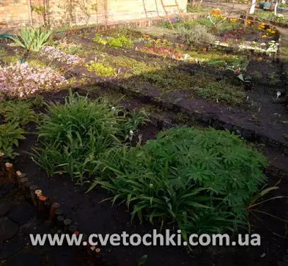 Гирлянды, новогодние игрушки, декор. Растения для дома и сада. Саженцы и семена, удобрения.