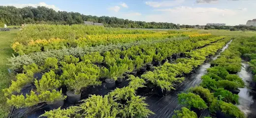 Розплідник рослин BOTANIQ GARDEN