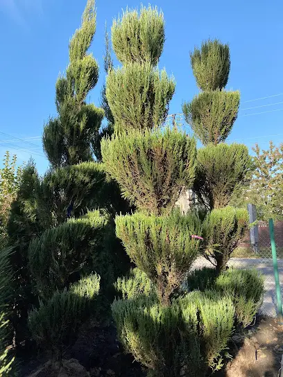 Зелений Двір