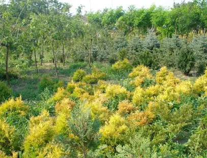 ООО Ракита ( Центр зеленого будівництва Благоустрій )