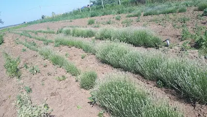 Розплідник рослин Древолаз