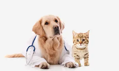 Вірний Друг