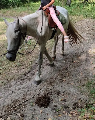 Прокат лошадей "Скиф"